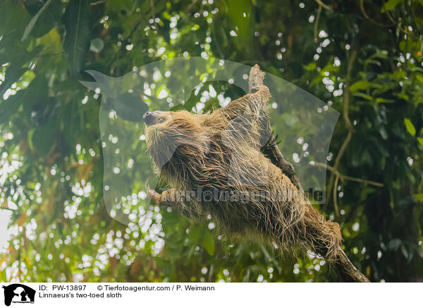 Zweifinger-Faultier / Linnaeus's two-toed sloth / PW-13897