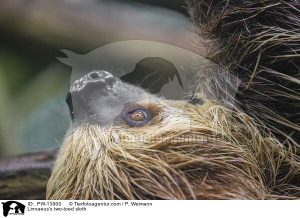 Linnaeus's two-toed sloth / PW-13900