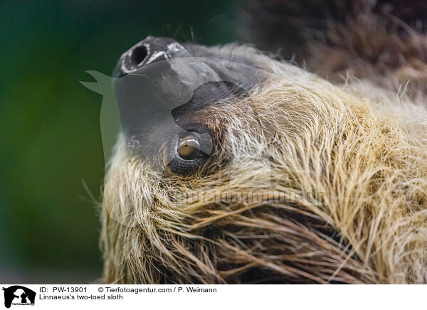 Zweifinger-Faultier / Linnaeus's two-toed sloth / PW-13901