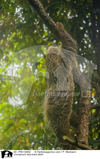 Linnaeus's two-toed sloth / PW-13902
