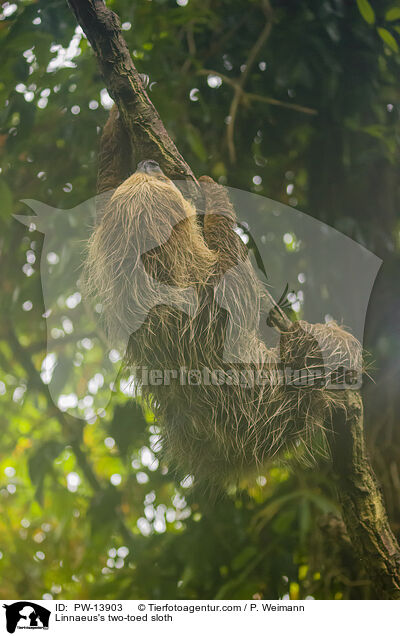 Linnaeus's two-toed sloth / PW-13903