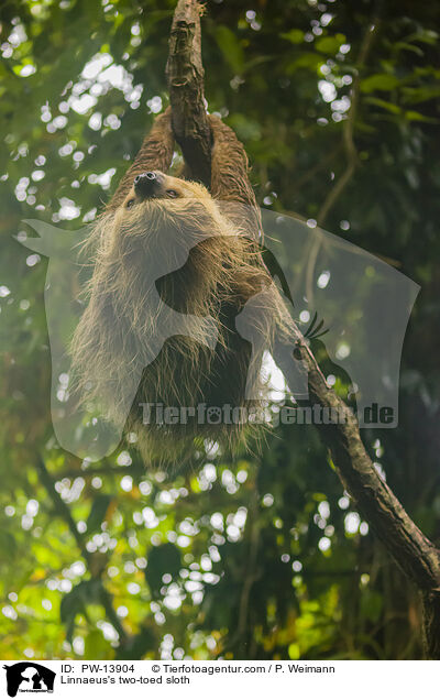 Zweifinger-Faultier / Linnaeus's two-toed sloth / PW-13904