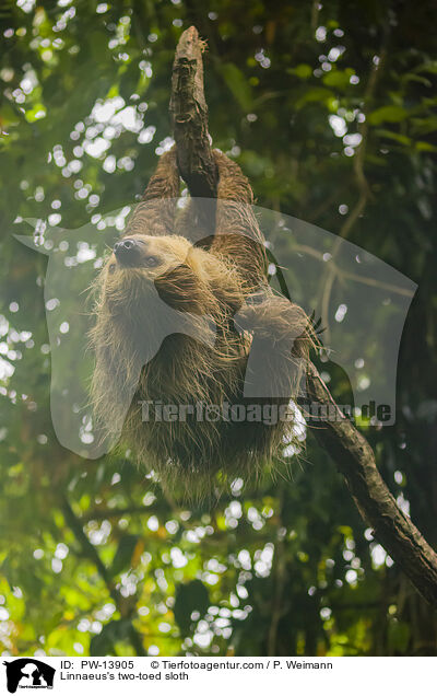 Linnaeus's two-toed sloth / PW-13905