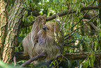 Linnaeus's two-toed sloth