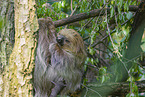 Linnaeus's two-toed sloth