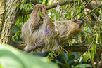 Linnaeus's two-toed sloth