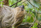 Linnaeus's two-toed sloth