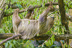 Linnaeus's two-toed sloth