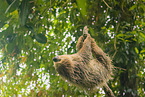 Linnaeus's two-toed sloth