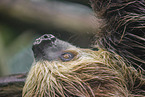 Linnaeus's two-toed sloth