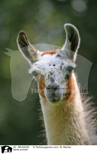 Lama Portrait / llama portrait / RR-00455