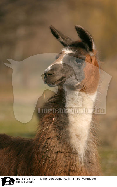 Lama Portrait / llama portrait / SS-01116