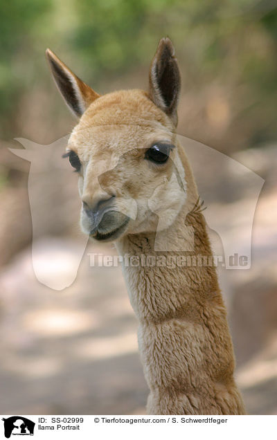 llama Portrait / SS-02999