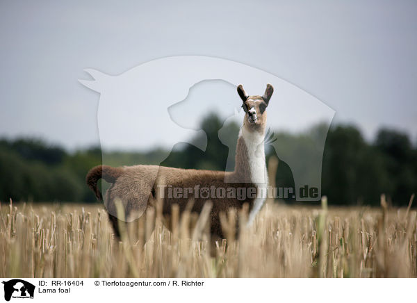 Lama Fohlen / Lama foal / RR-16404