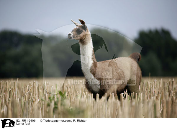 Lama Fohlen / Lama foal / RR-16406