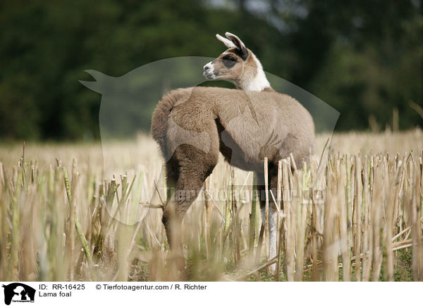 Lama Fohlen / Lama foal / RR-16425