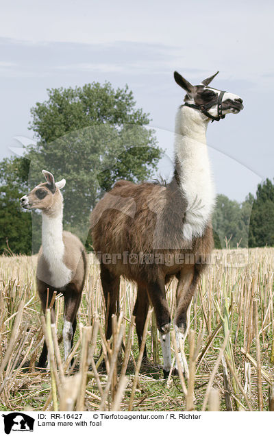 Lama Stute mit Fohlen / Lama mare with foal / RR-16427