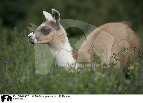 Lama foal / RR-16437