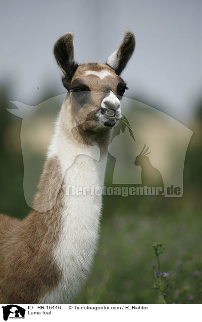 Lama foal / RR-16446