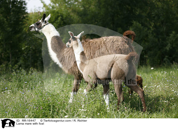 Lama Stute mit Fohlen / Lama mare with foal / RR-16447