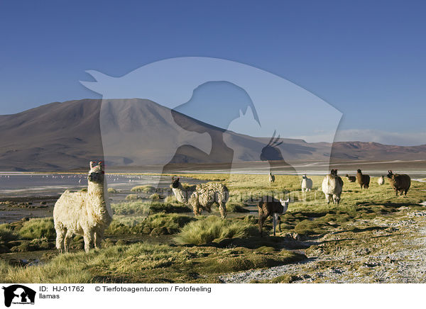 Lamas / llamas / HJ-01762