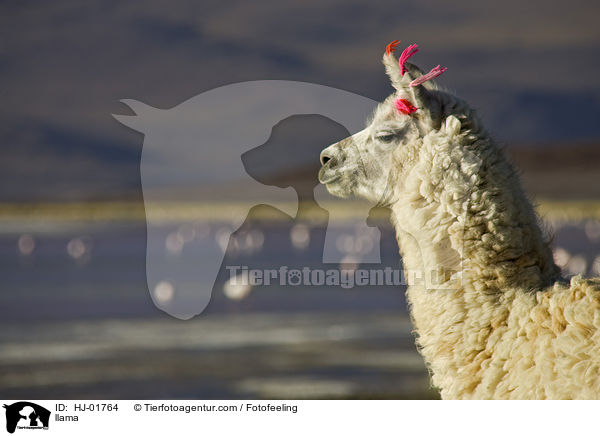 Lama / llama / HJ-01764