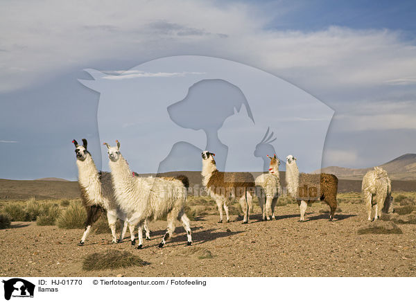 Lamas / llamas / HJ-01770