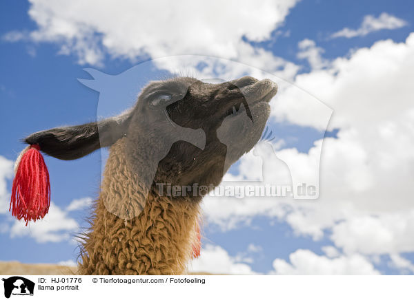 llama portrait / HJ-01776