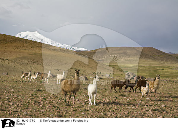 Lamas / llamas / HJ-01779