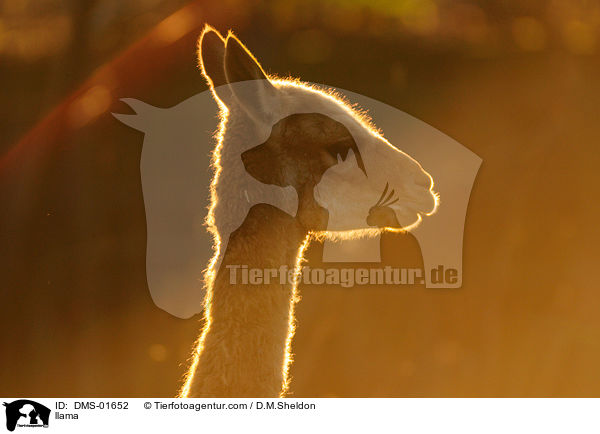 Lama / llama / DMS-01652