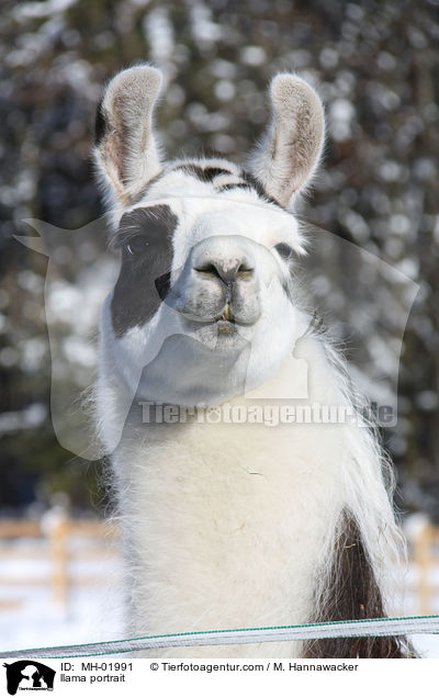 Lama Portrait / llama portrait / MH-01991