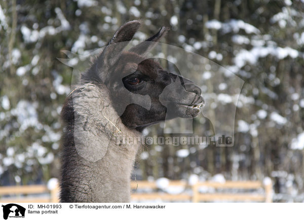 llama portrait / MH-01993