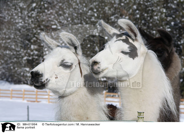 llama portrait / MH-01994