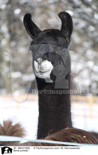 Lama Portrait / llama portrait / MH-01995