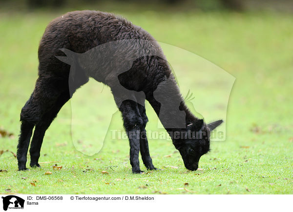 Lama / llama / DMS-06568