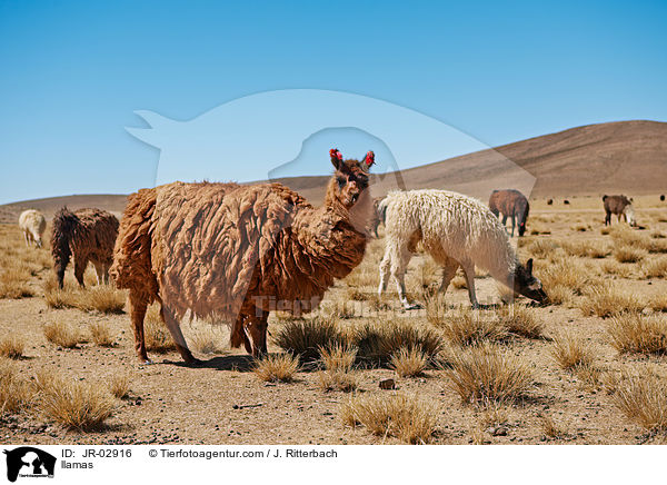 Lamas / llamas / JR-02916