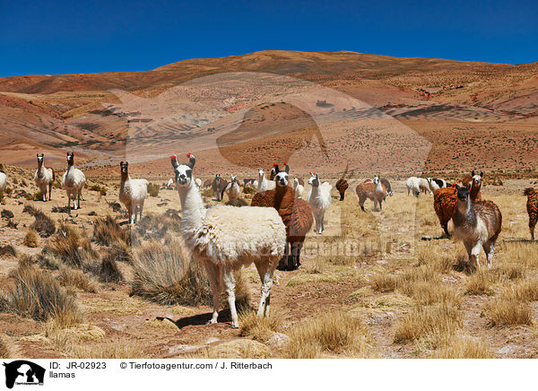 Lamas / llamas / JR-02923