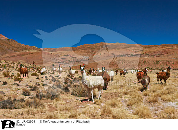 Lamas / llamas / JR-02924