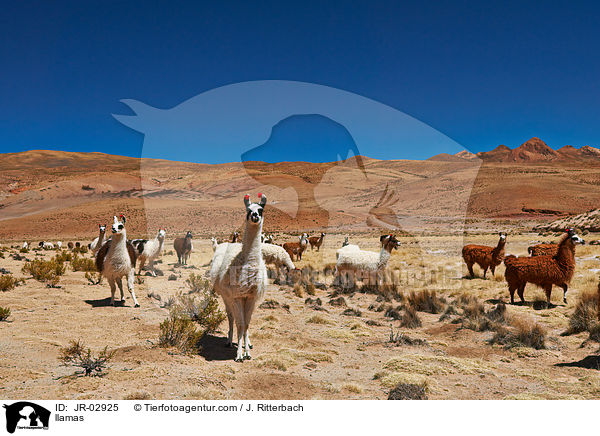 Lamas / llamas / JR-02925