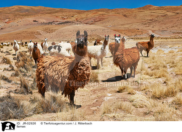 Lamas / llamas / JR-02926