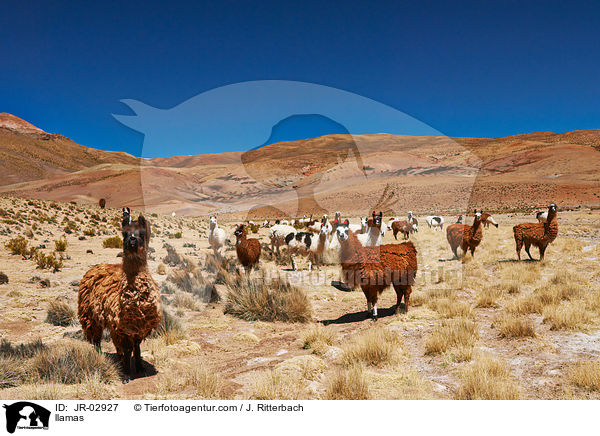 Lamas / llamas / JR-02927