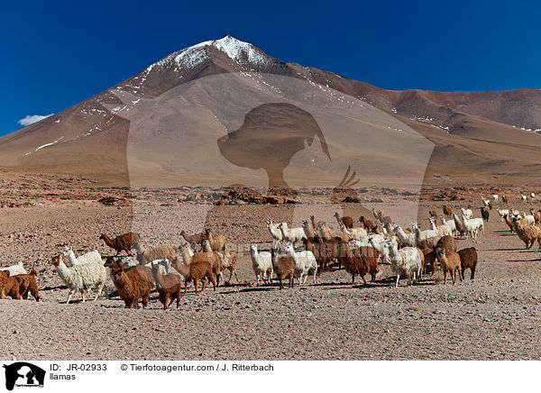 Lamas / llamas / JR-02933