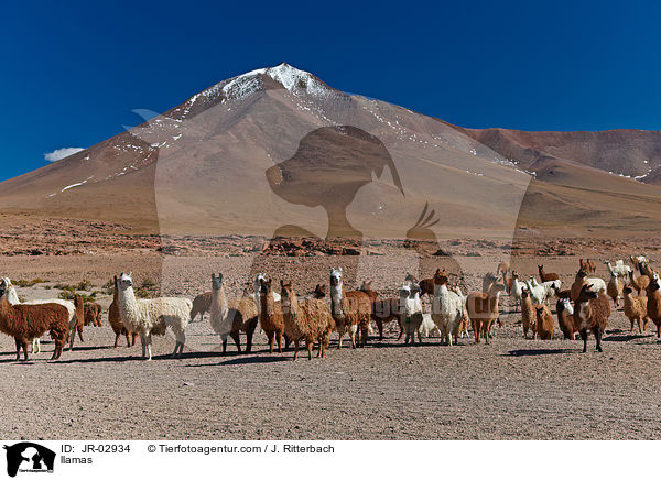 Lamas / llamas / JR-02934