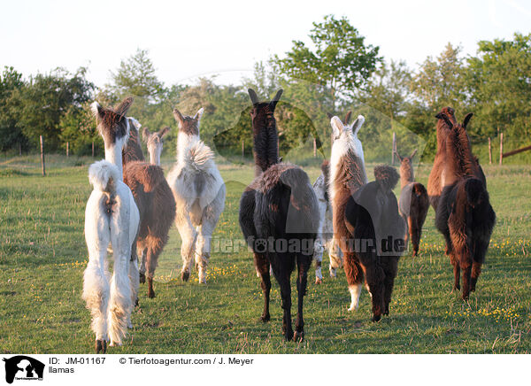 Lamas / llamas / JM-01167