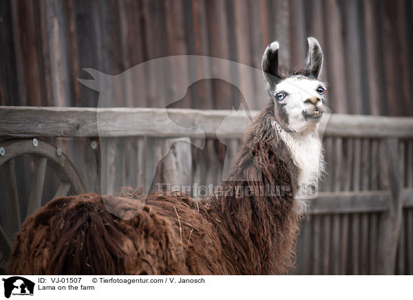 Lama auf dem Bauernhof / Lama on the farm / VJ-01507