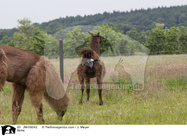 Lama / llama / JM-09042