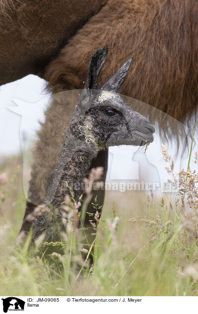 Lama / llama / JM-09065