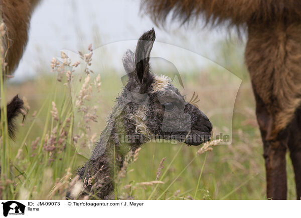 Lama / llama / JM-09073