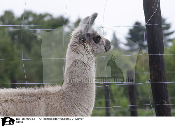 Lama / llama / JM-09353