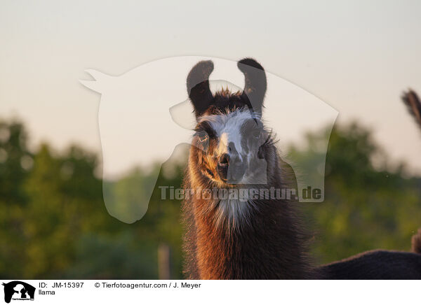 Lama / llama / JM-15397